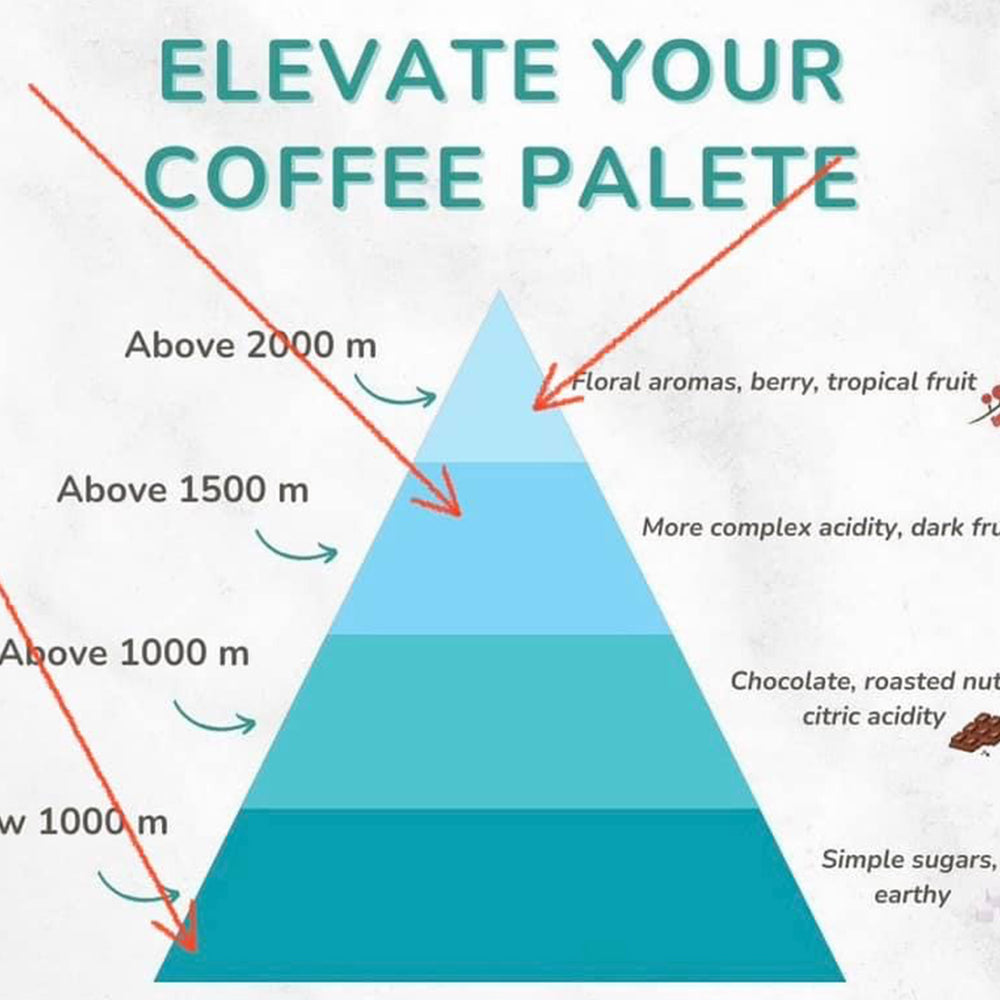 Where does coffee flavour originate from?