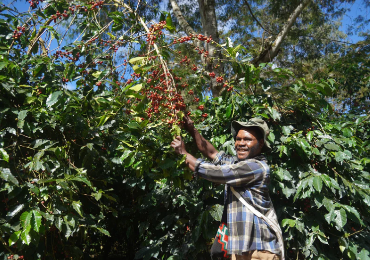 
                      
                        Papau New Guinea Coffee Single Origin - Lamari Washed Grade A
                      
                    